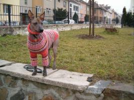 obrzek: tn_0017.jpg; rozlien: 267  200 px; velikost 13 kB;